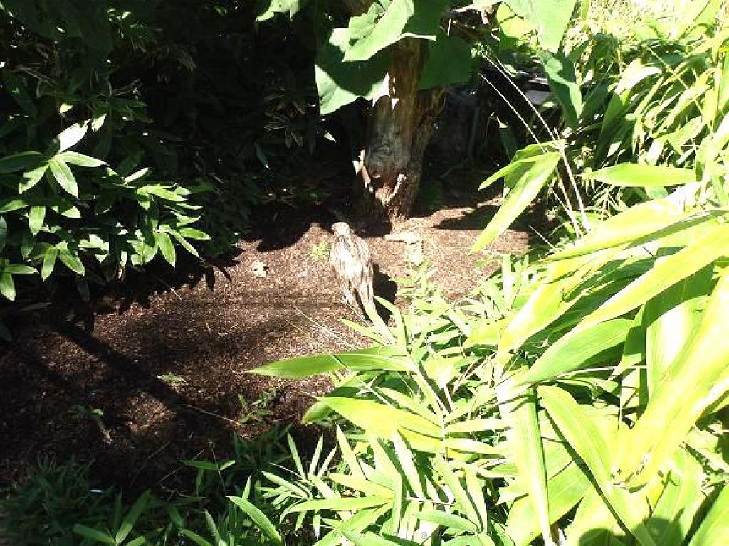 101PARC AUX OISEAUX DANS L AIN 2016 2_000011.jpg
